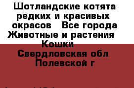 Шотландские котята редких и красивых  окрасов - Все города Животные и растения » Кошки   . Свердловская обл.,Полевской г.